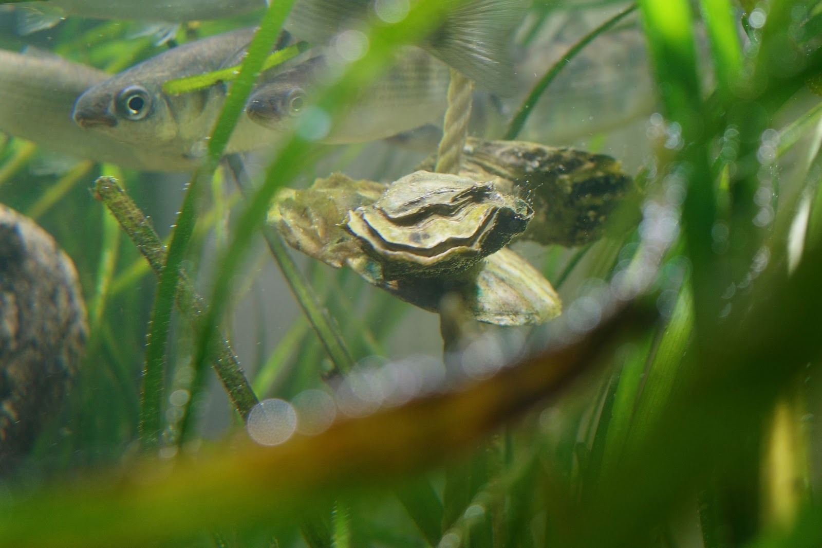 森から海へ。ビーバー、鮭、牡蠣がつなぐ水の循環