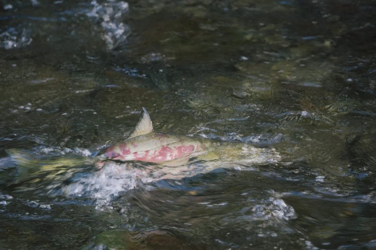 森から海へ。ビーバー、鮭、牡蠣がつなぐ水の循環