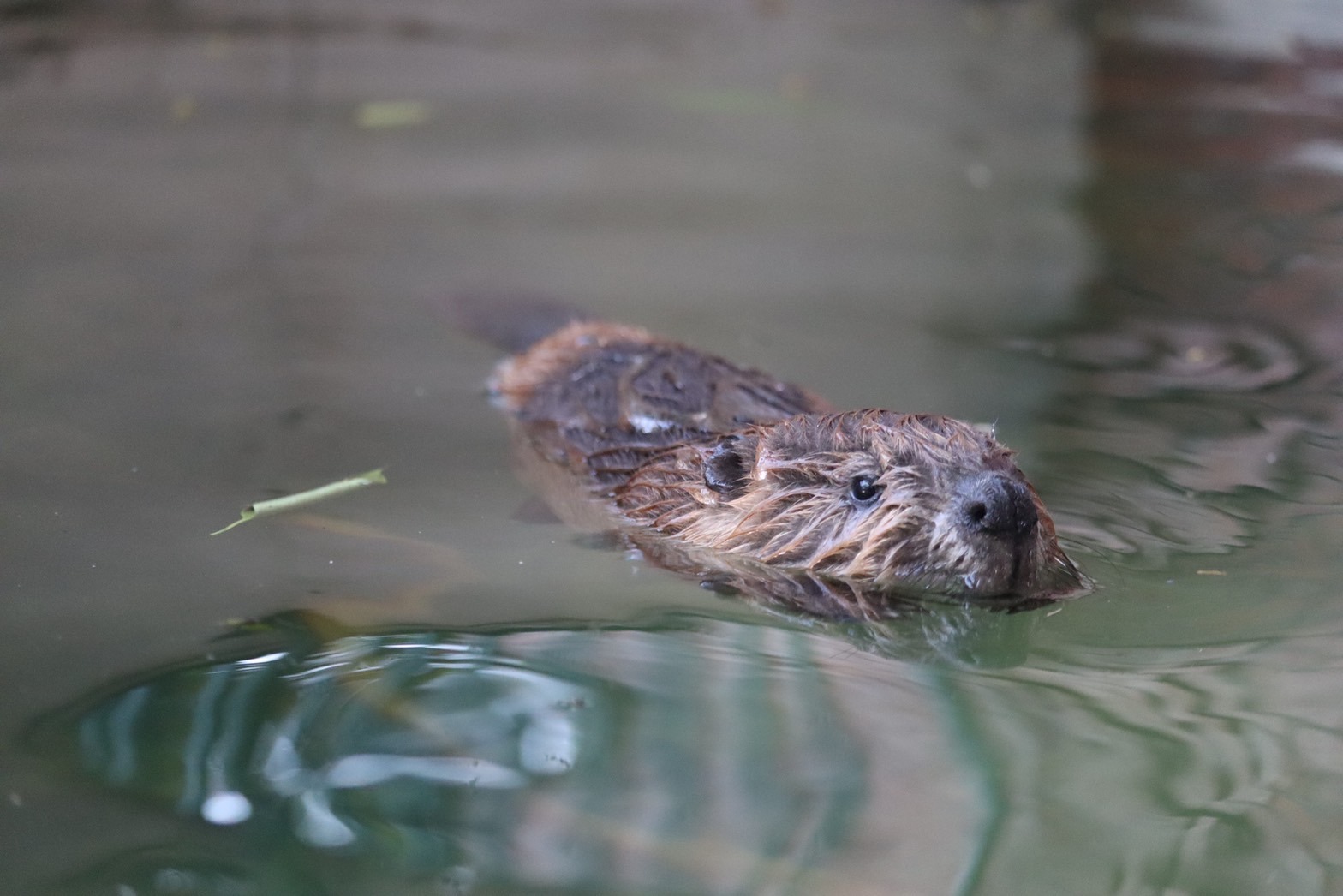 森から海へ。ビーバー、鮭、牡蠣がつなぐ水の循環