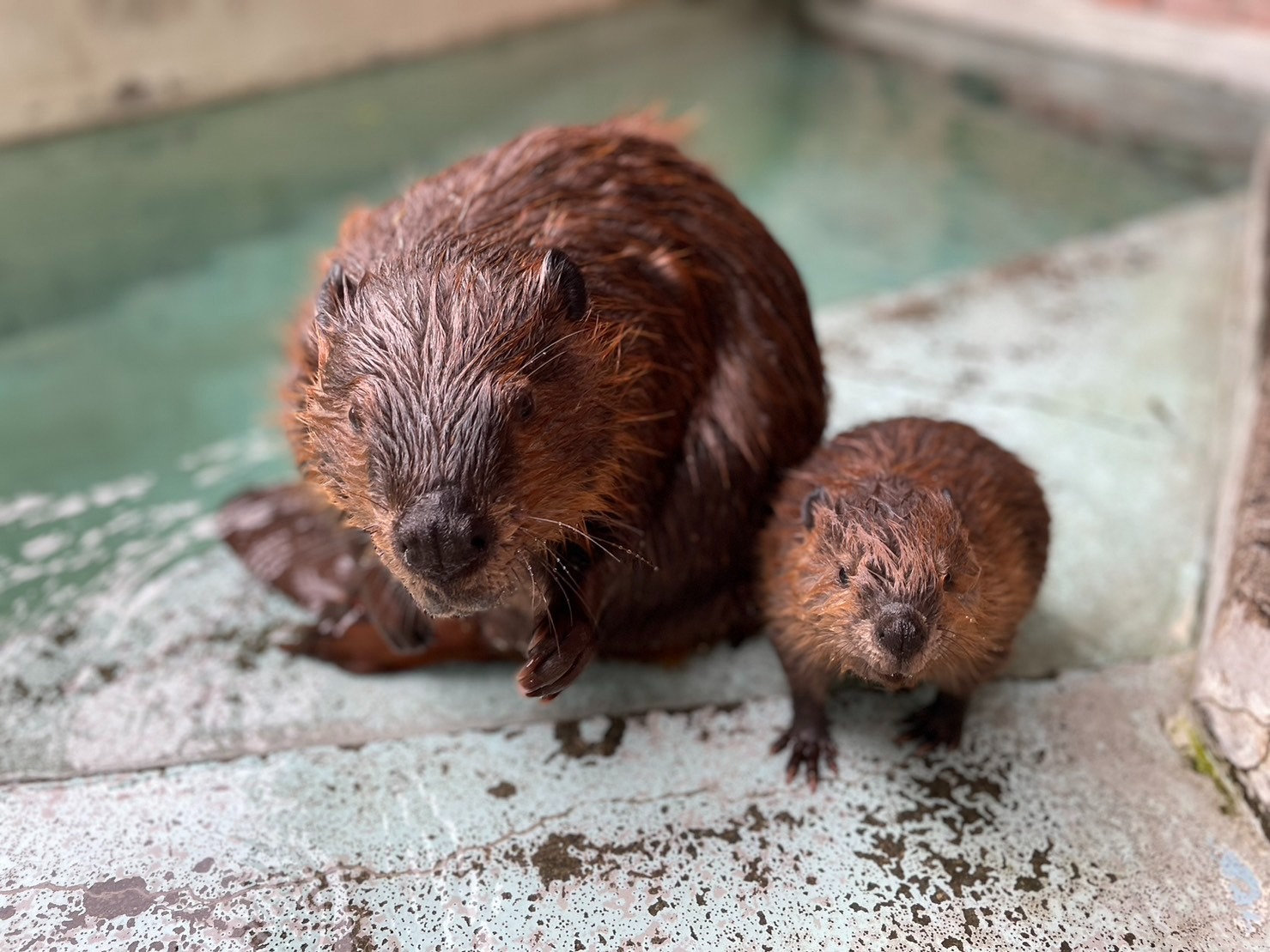 森から海へ。ビーバー、鮭、牡蠣がつなぐ水の循環