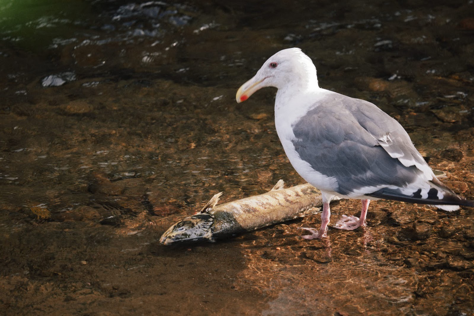 森から海へ。ビーバー、鮭、牡蠣がつなぐ水の循環