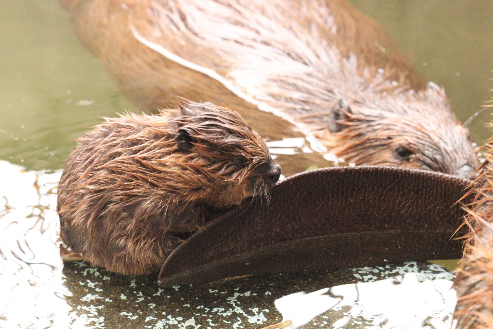 森から海へ。ビーバー、鮭、牡蠣がつなぐ水の循環
